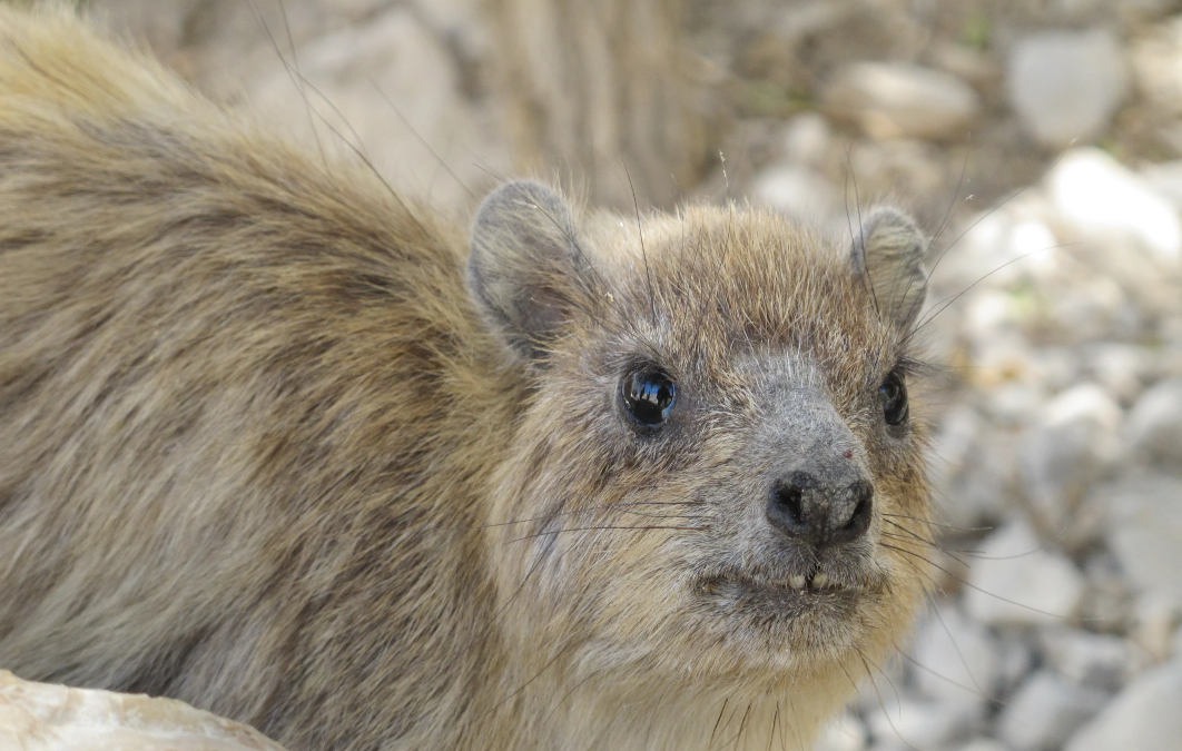 Hyrax – The Expander, Not the Animal!